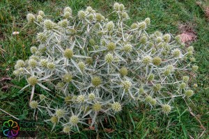 eryngium campestre (1200 x 800)4.jpg_product